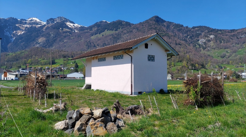 Kleiner Feuerfalter auf Wiesen-Flockenblume (Bild: Dominic Frei)