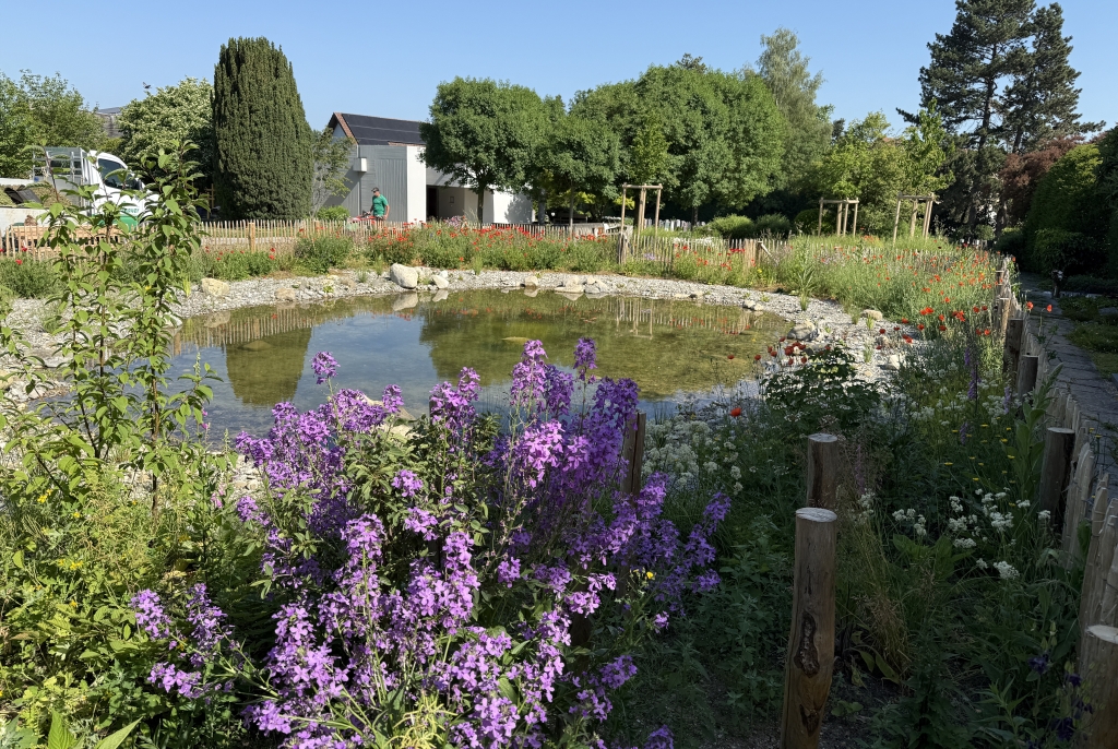 Kirchgem_Romanshorn_Mai_2026_small Kleiner Feuerfalter auf Wiesen-Flockenblume (Bild: Dominic Frei)